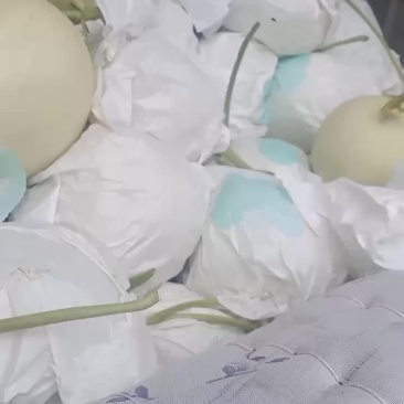 暖室头茬玉姑，九红瑞，小密25，一起4000斤，自产自销