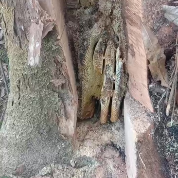 高山土蜂蜜