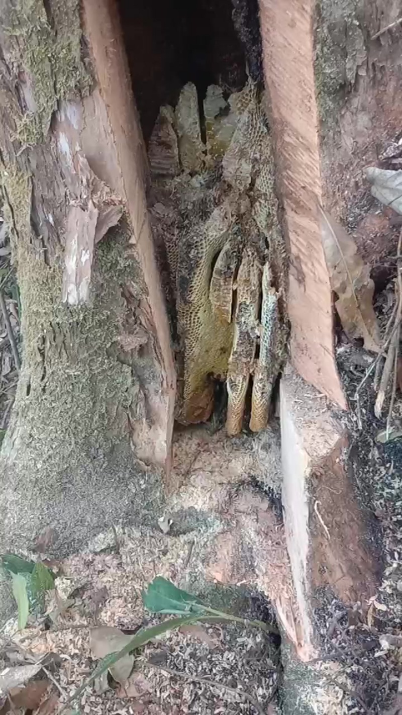 高山土蜂蜜