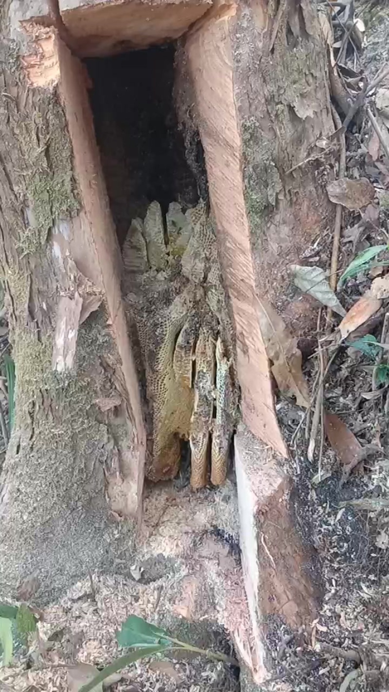 高山土蜂蜜