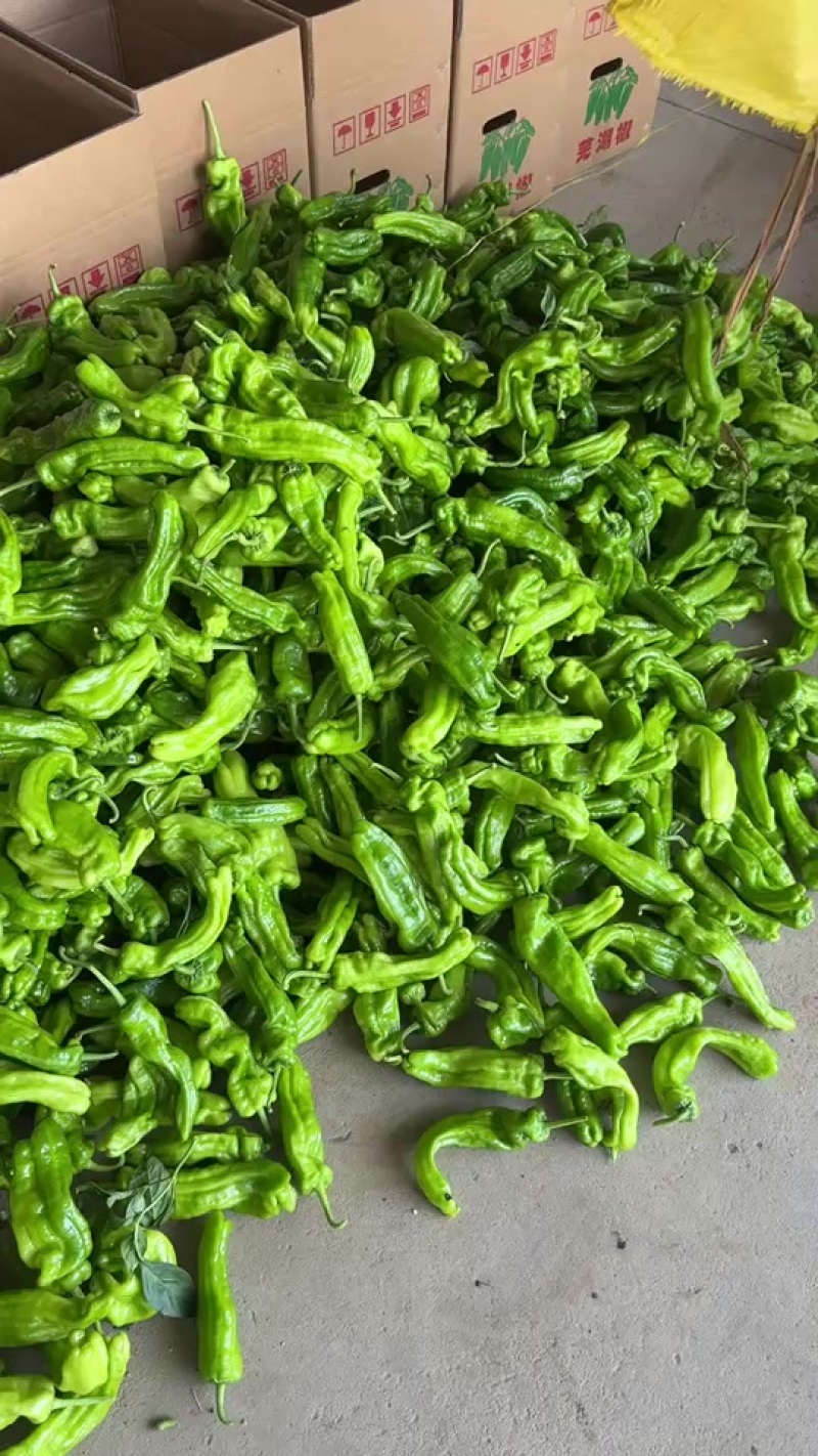 兰陵县芜湖椒价格便宜质量好