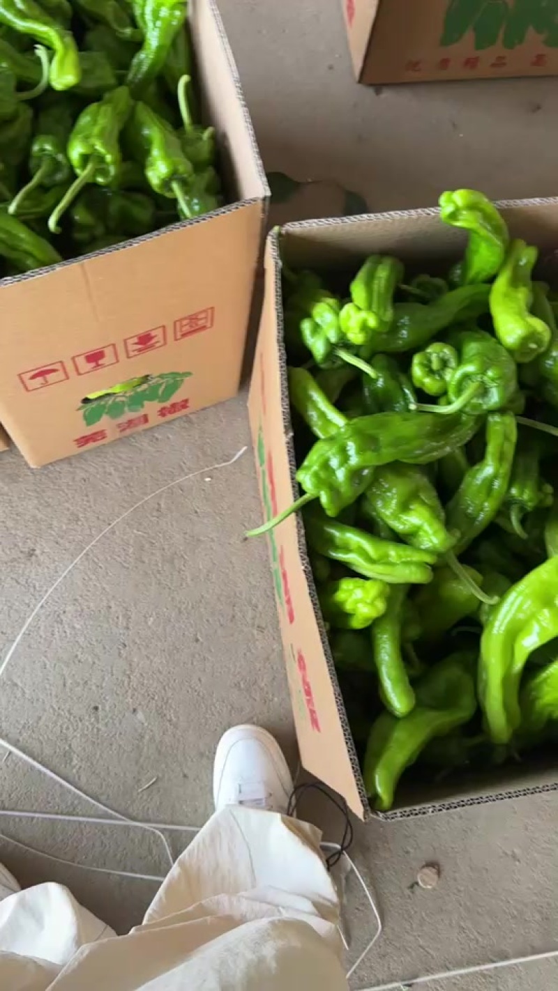 兰陵县芜湖椒价格便宜质量好