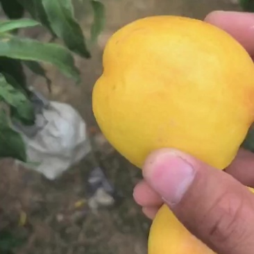 金铭黄油