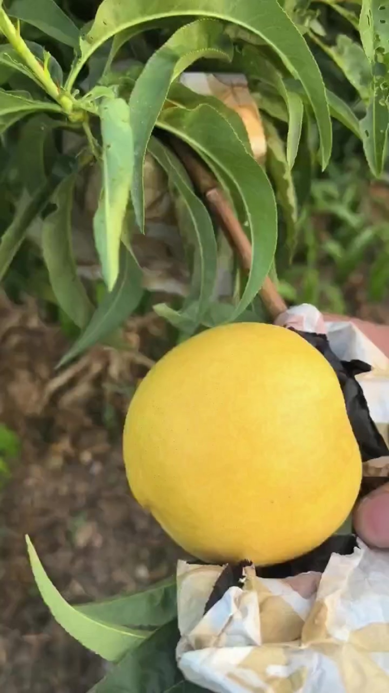金铭黄油
