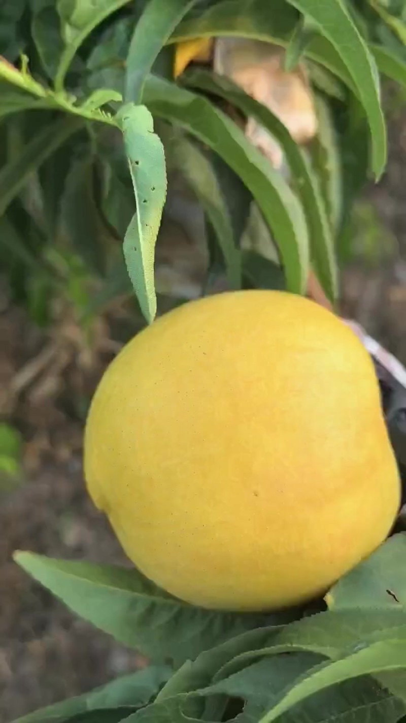金铭黄油