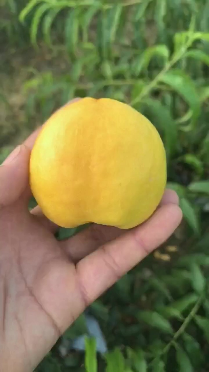 金铭黄油