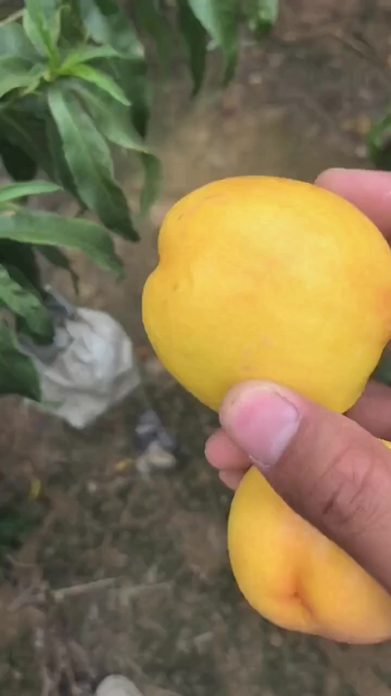 金铭黄油