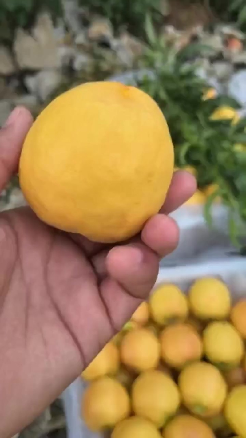 金铭黄油