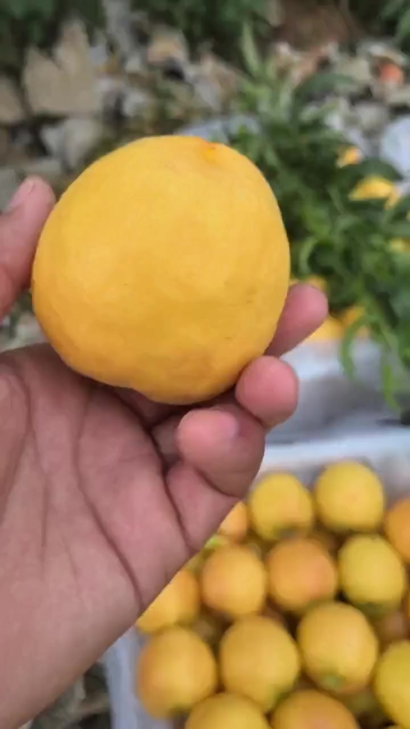 金铭黄油