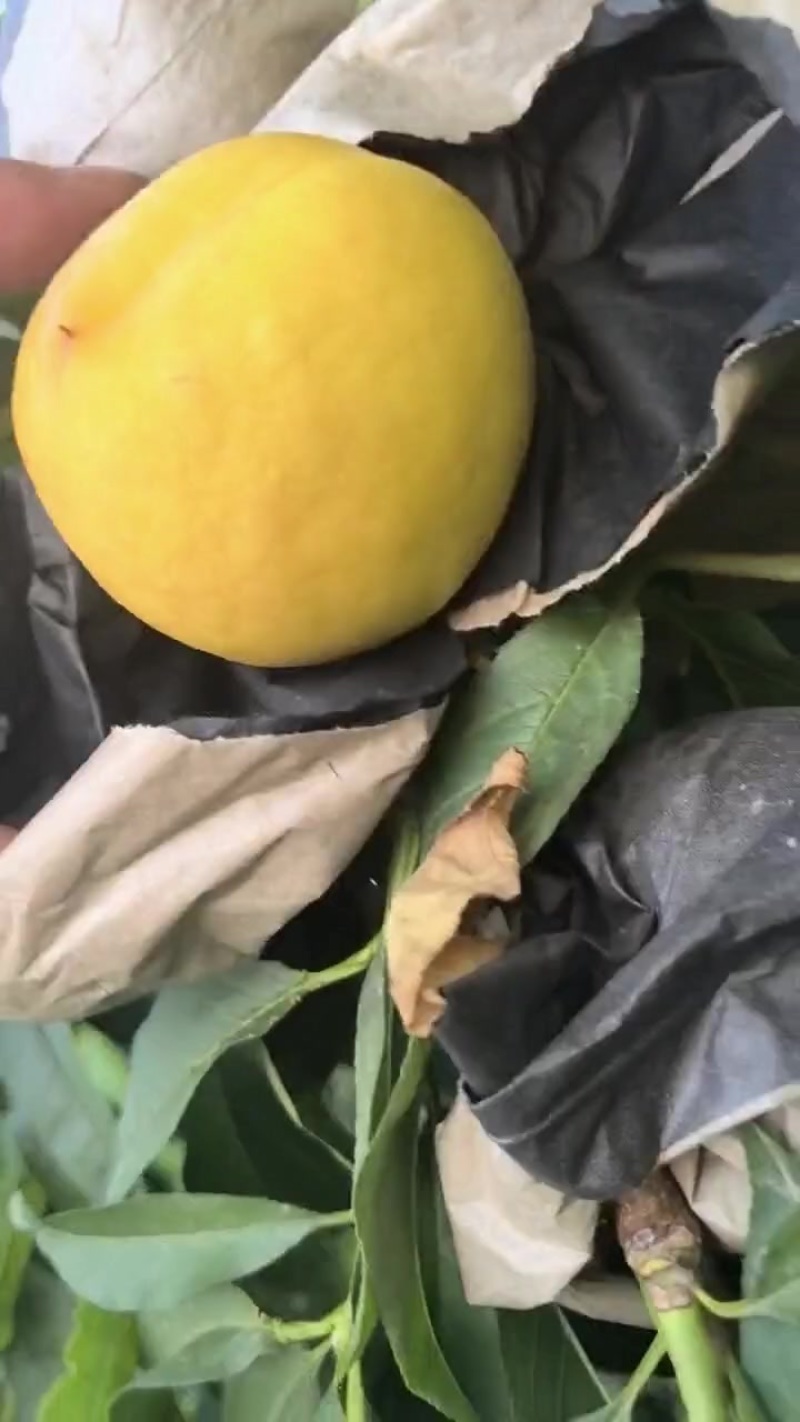 金铭黄油
