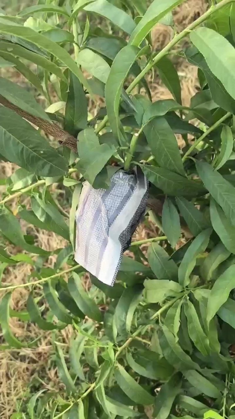 金铭黄油