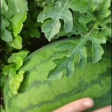 七斤起步