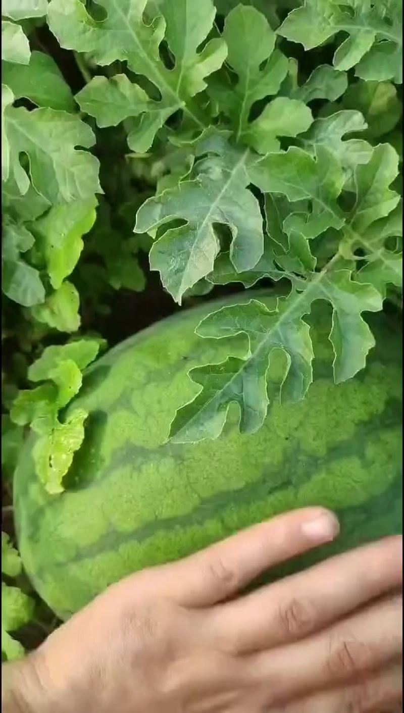 七斤起步