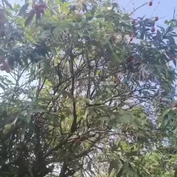 黑叶荔枝，桂味