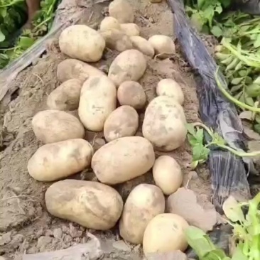 圆润无畸形，口感甜糯。