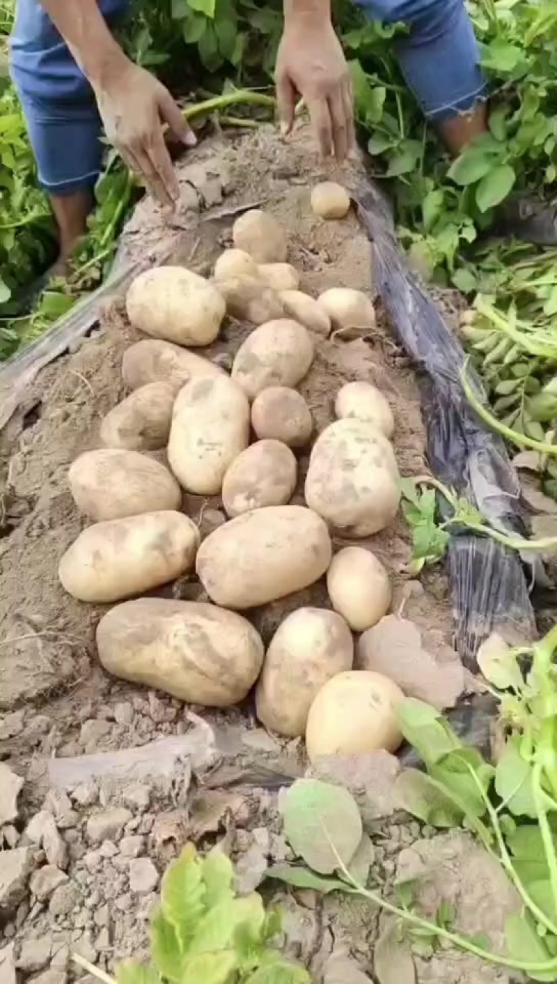 圆润无畸形，口感甜糯。