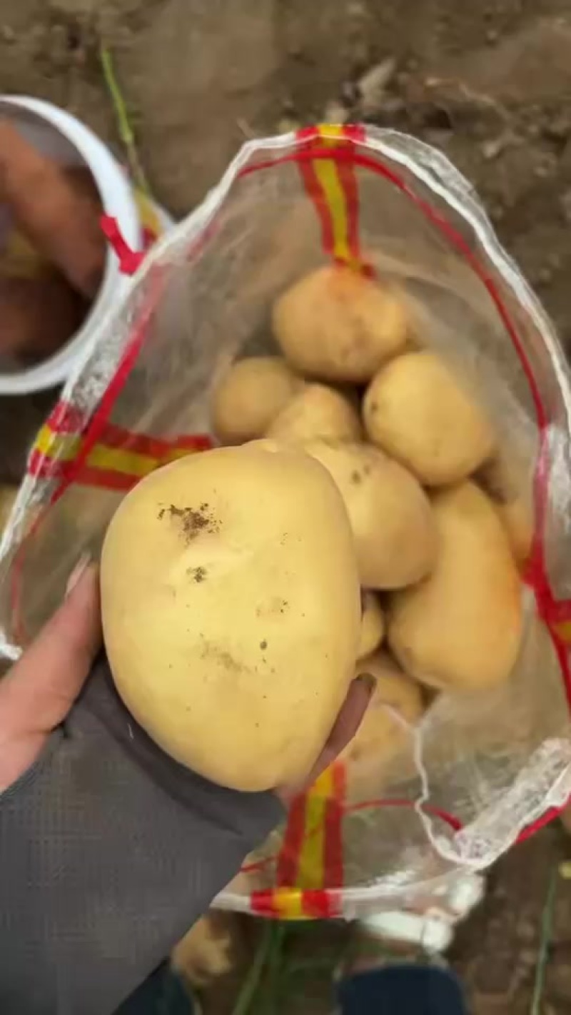 土豆