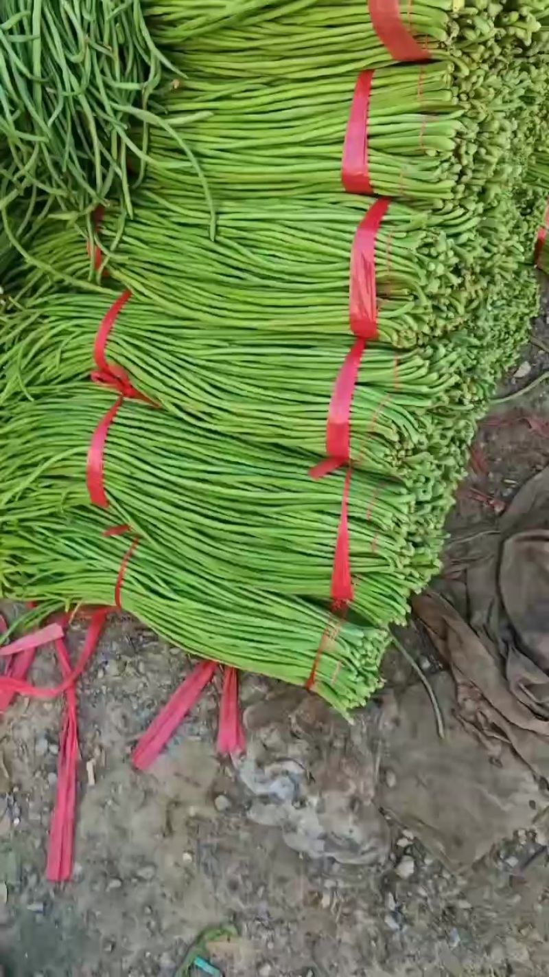 精品长豆角