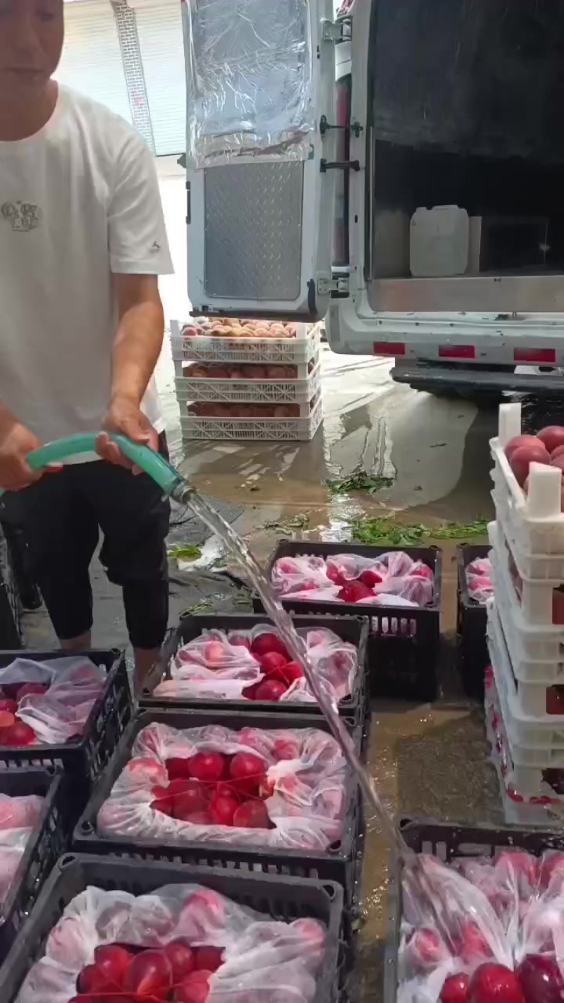 油桃春雪桃
