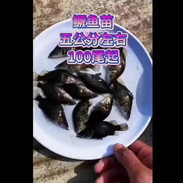 鳜鱼苗