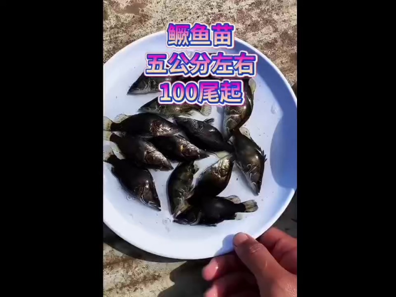 鳜鱼苗