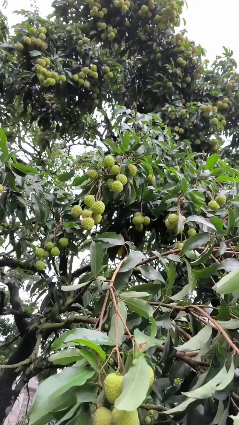 从化荔枝准备上市了