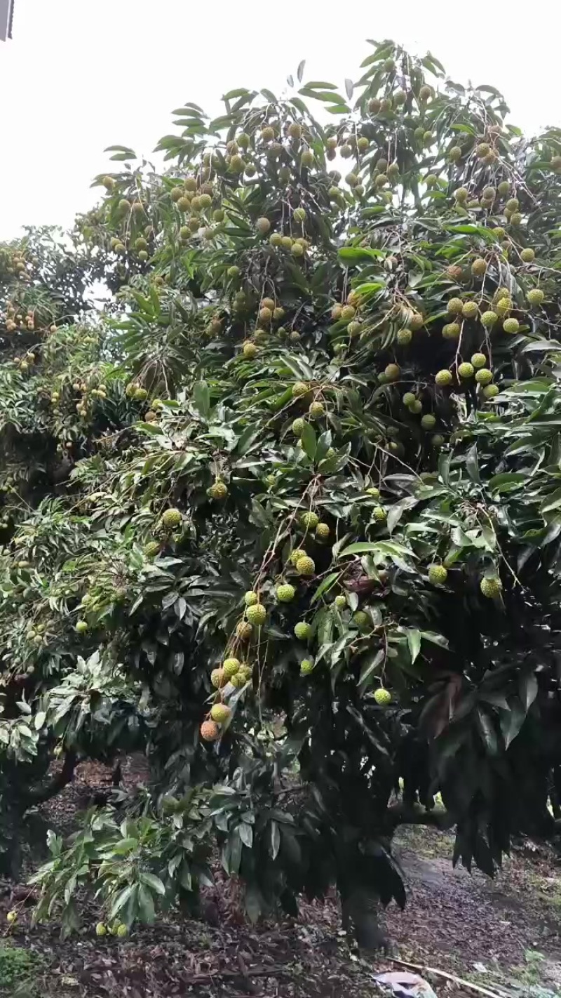 从化荔枝准备上市了