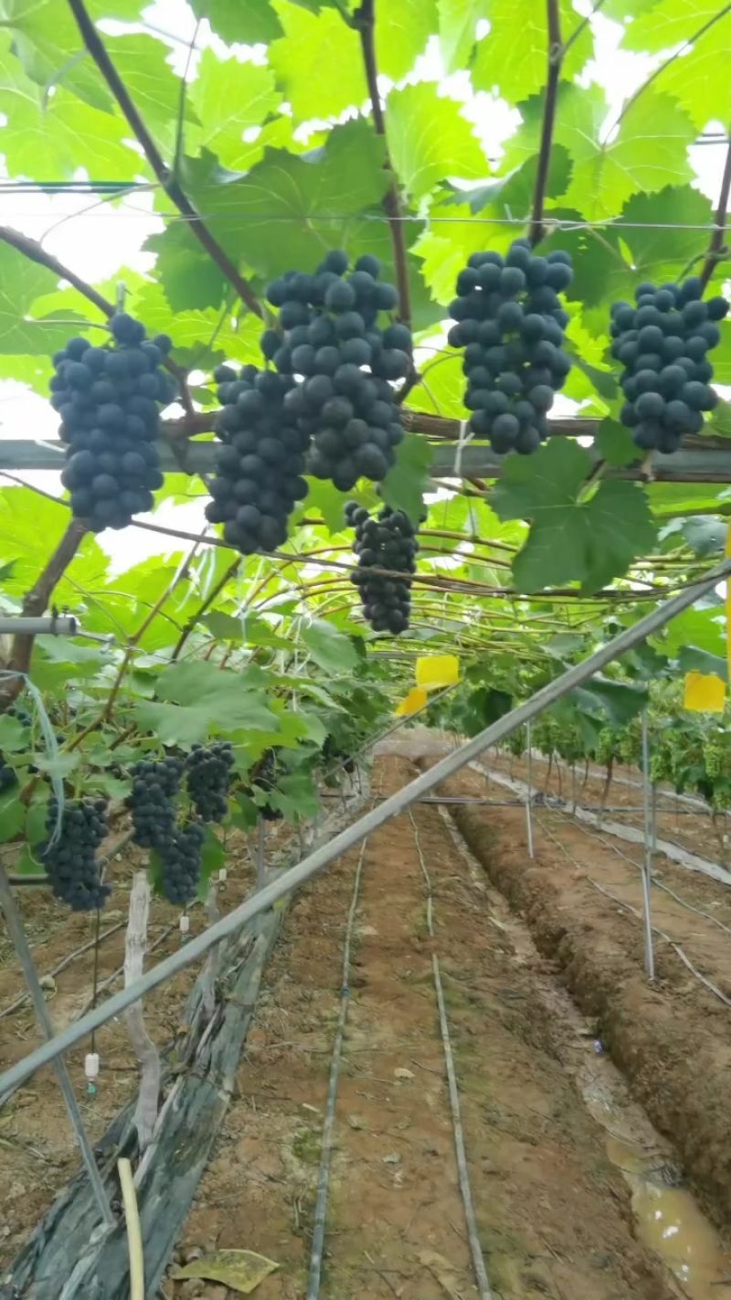 南太湖