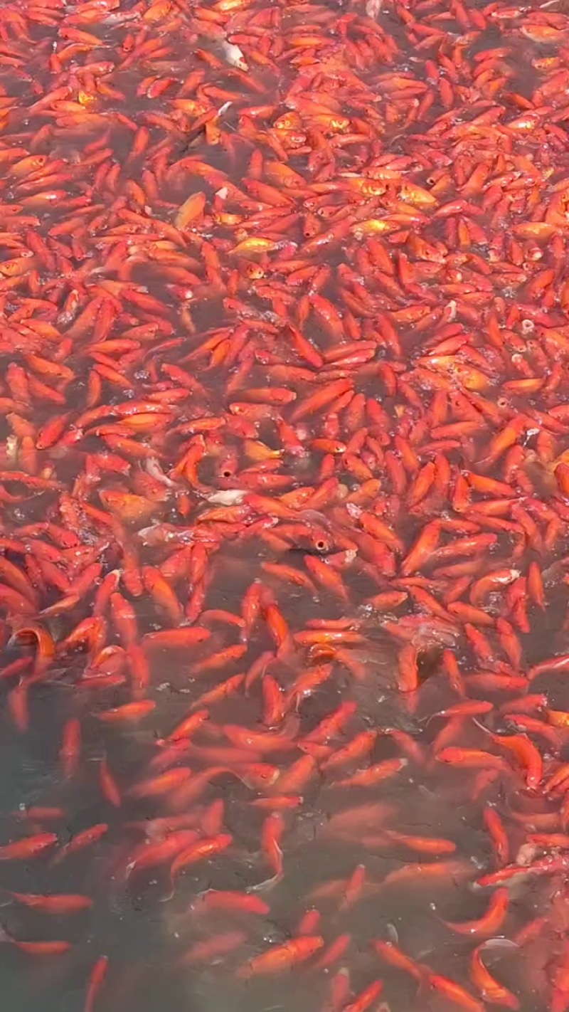 种鱼草金鱼，