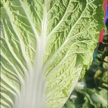 黄心白菜