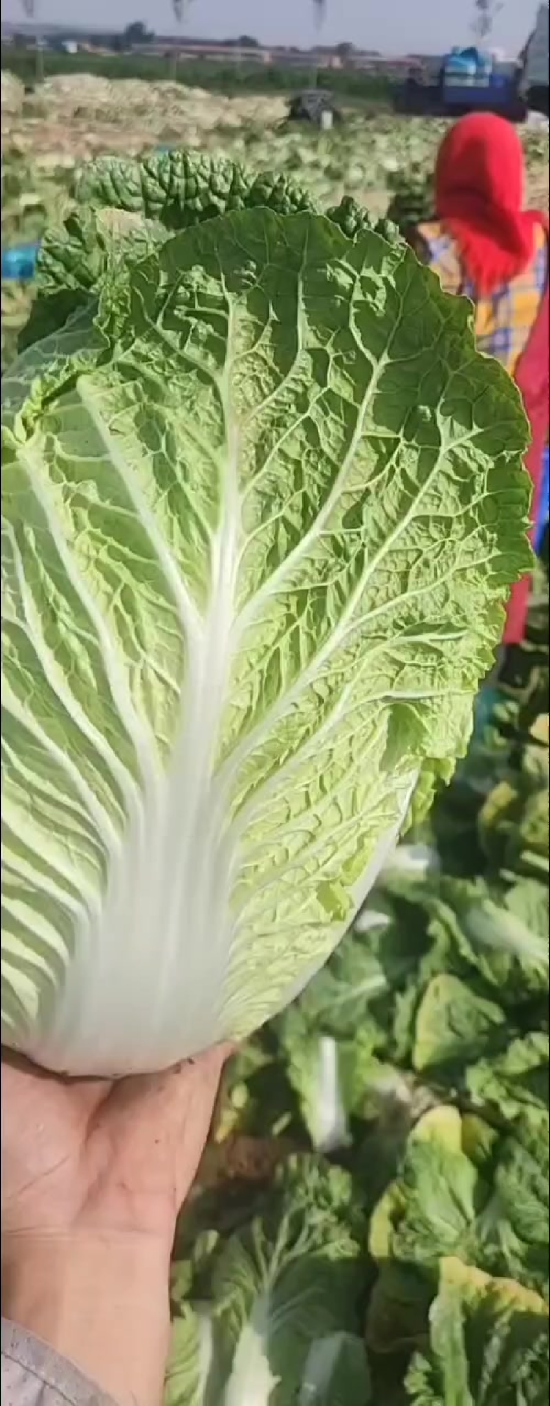 黄心白菜