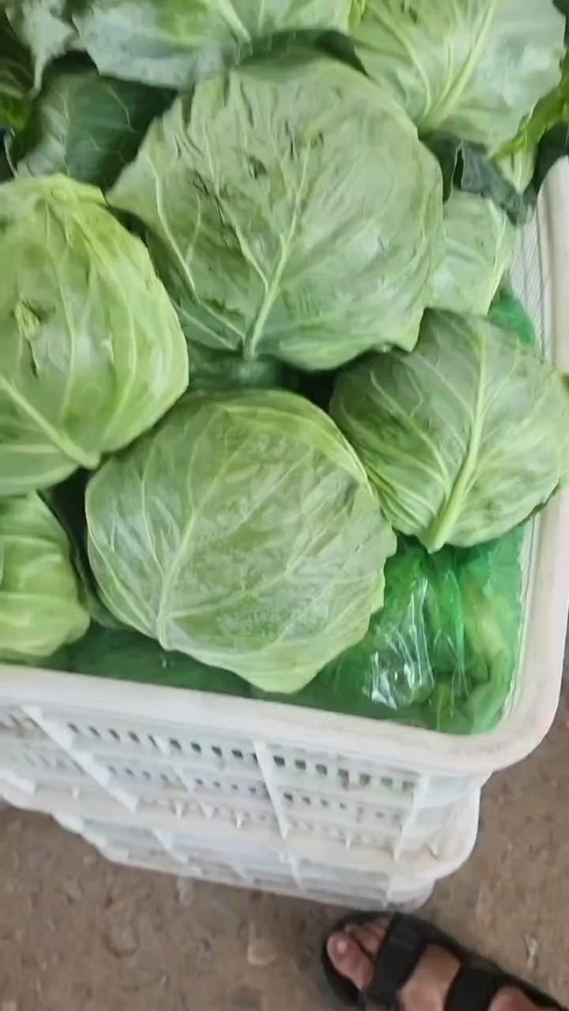 黄心白菜