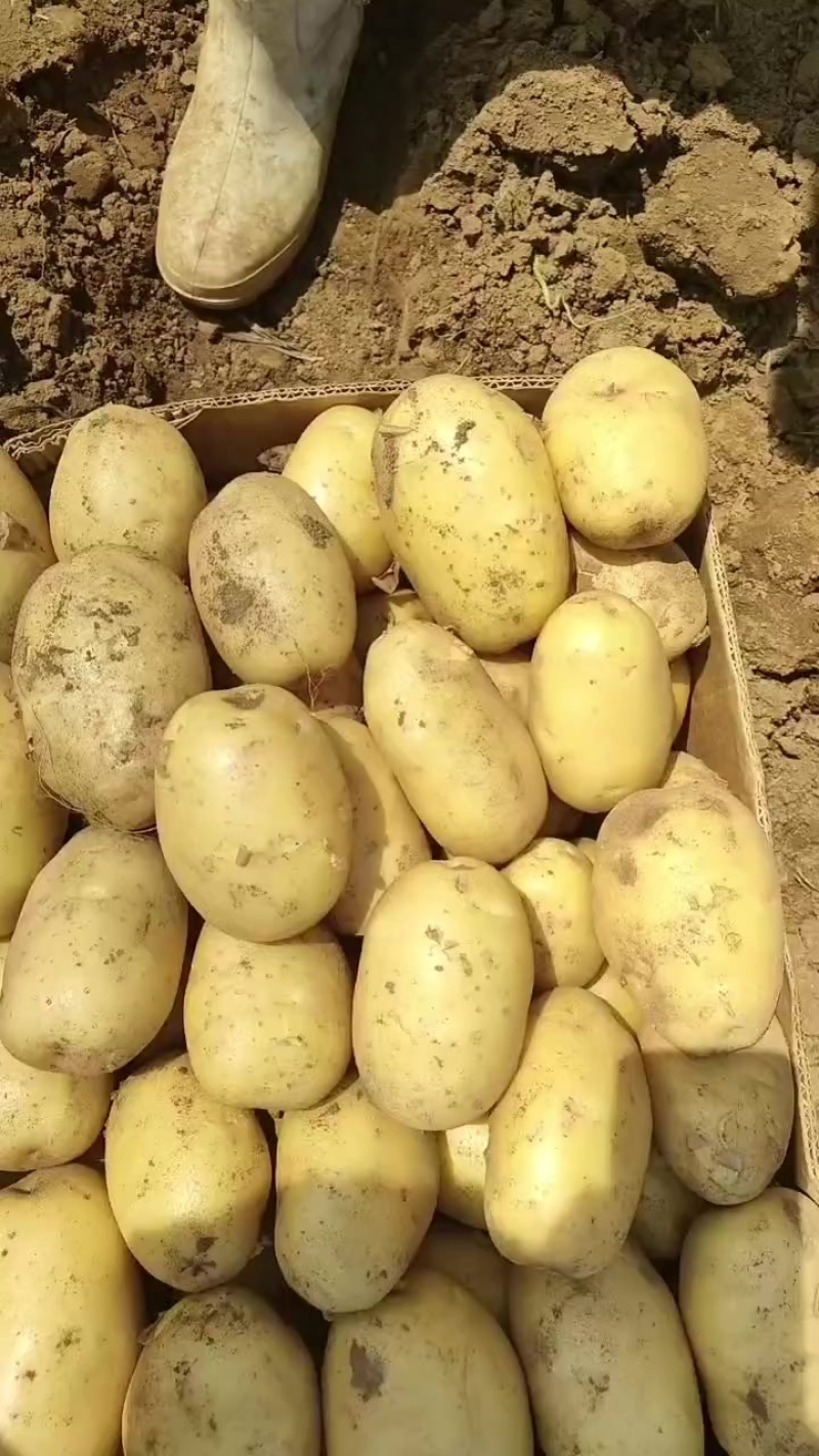 土豆