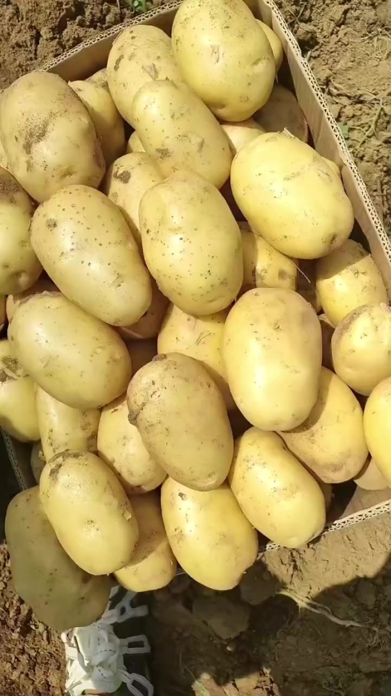 土豆