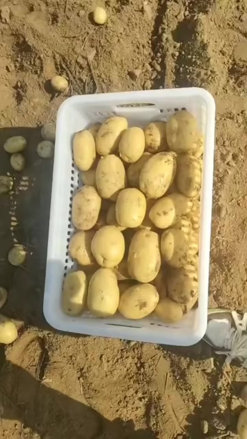 土豆