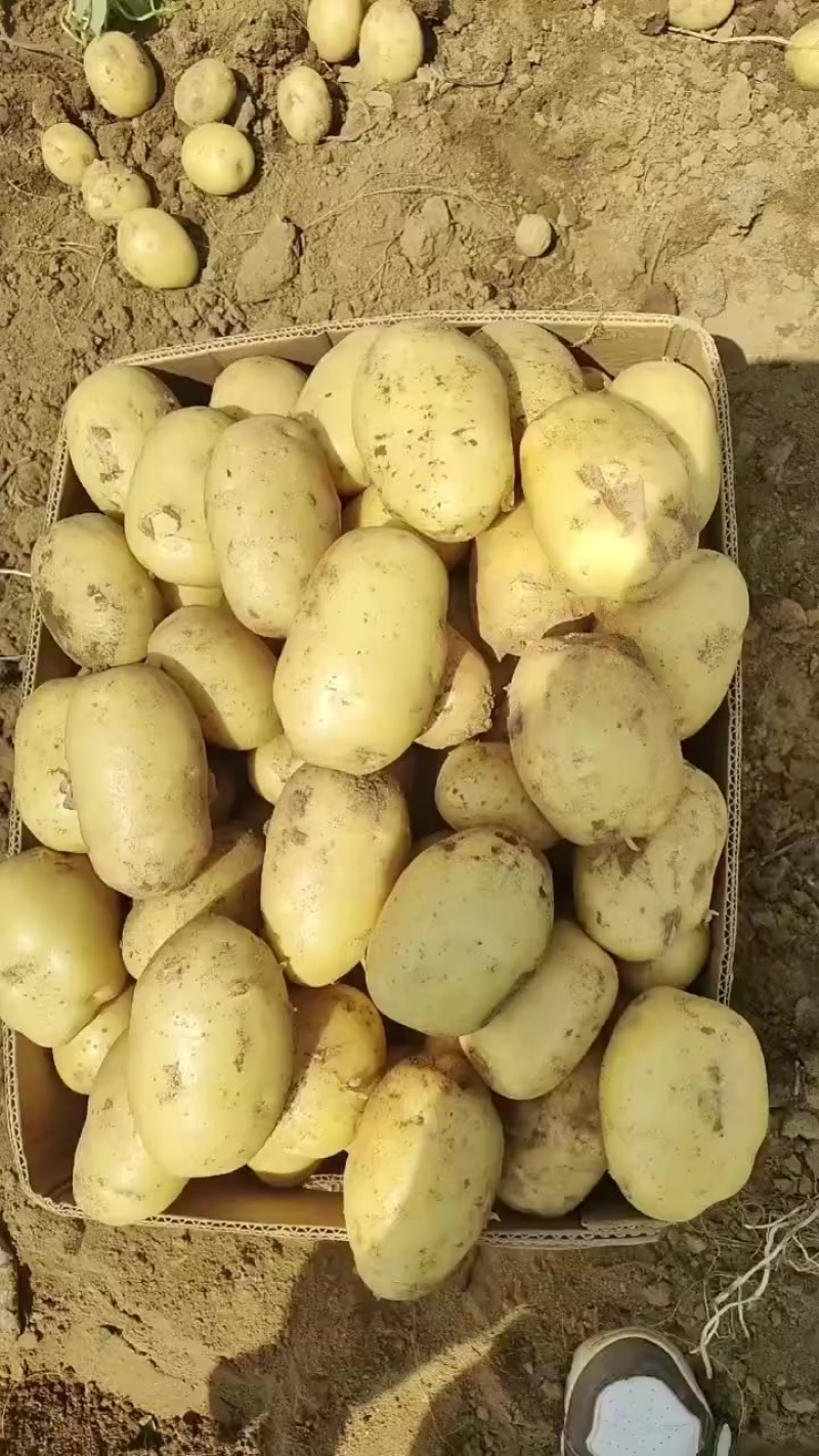 土豆