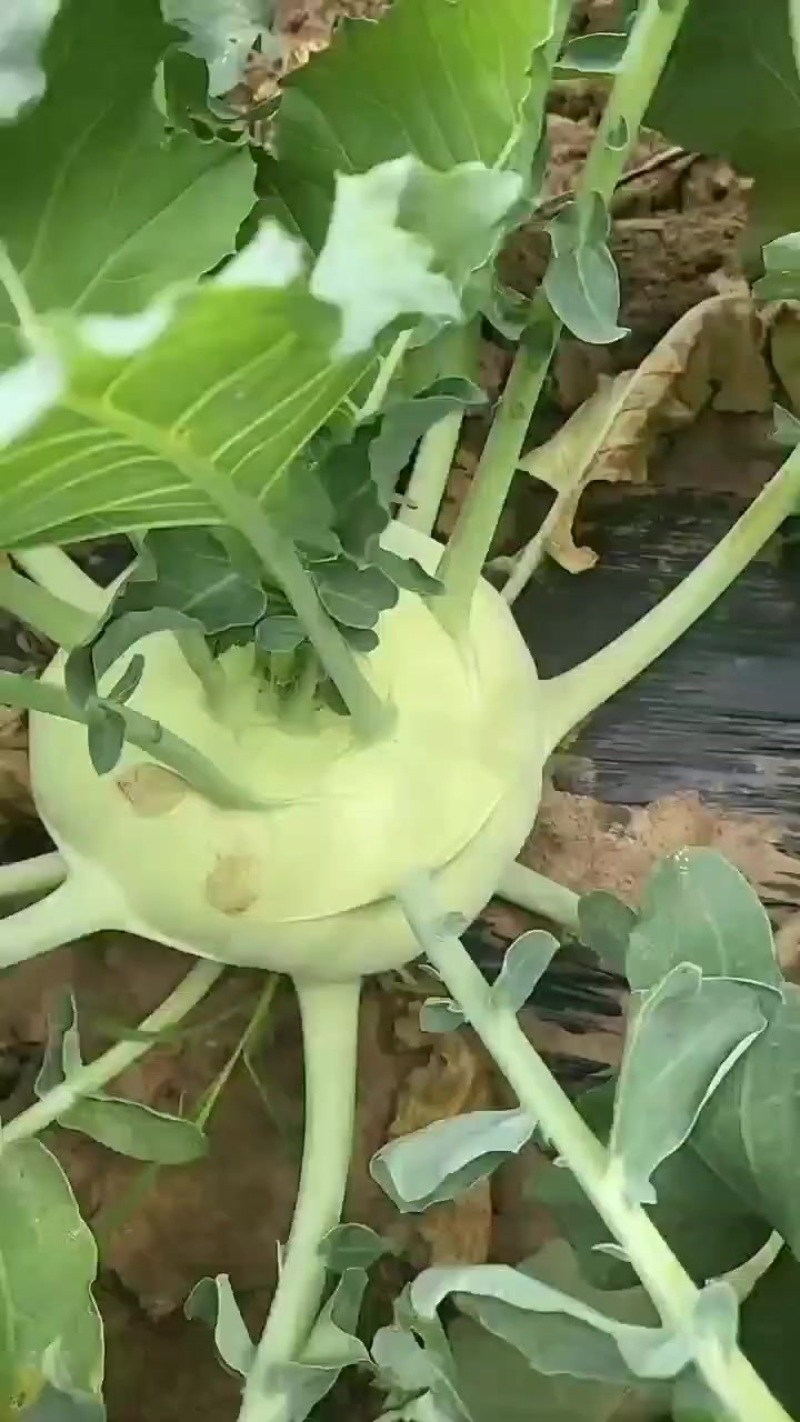 锦州苤蓝大量上市