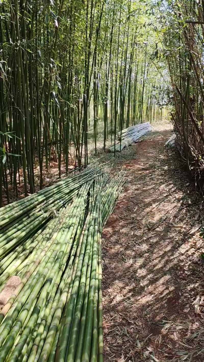 竹子直径3—10公分长度9—15米现货