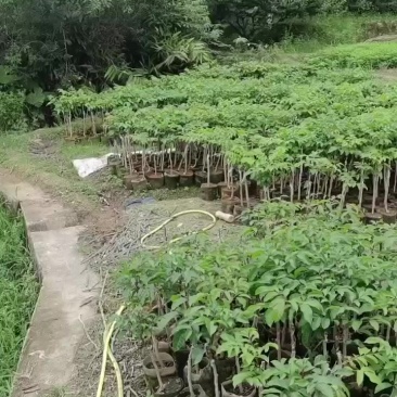 黑榄嫁接苗