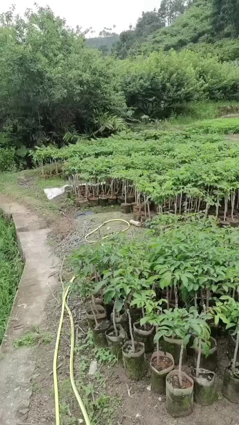 黑榄嫁接苗