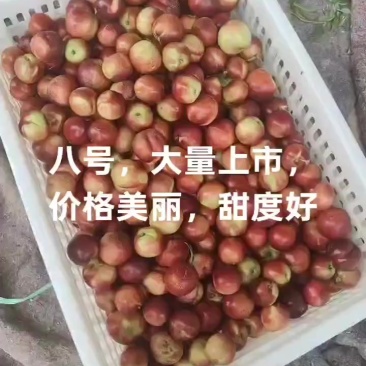 早油桃八号，甜度高口感好