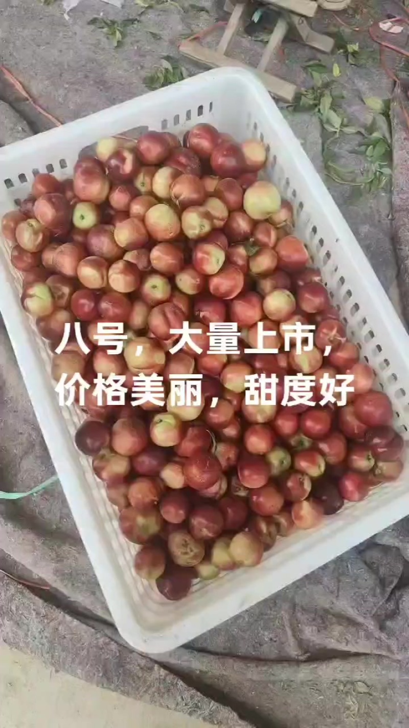 早油桃八号，甜度高口感好