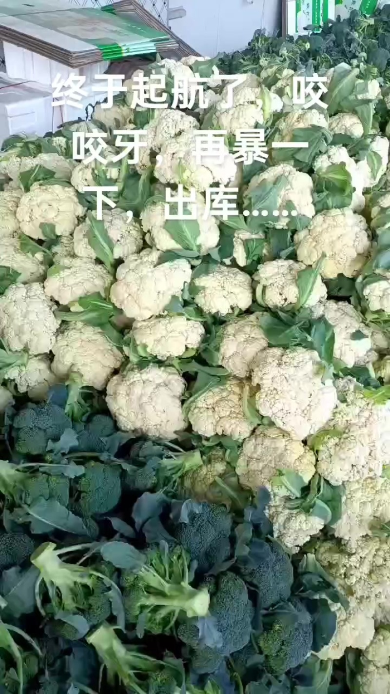 精品冷库有机花，特价出库