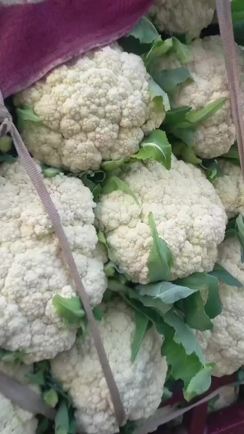 精品冷库有机花，特价出库