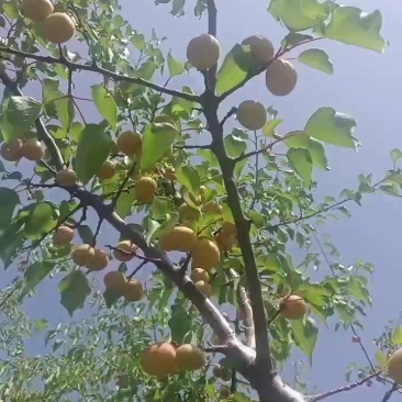 新疆吊杆杏