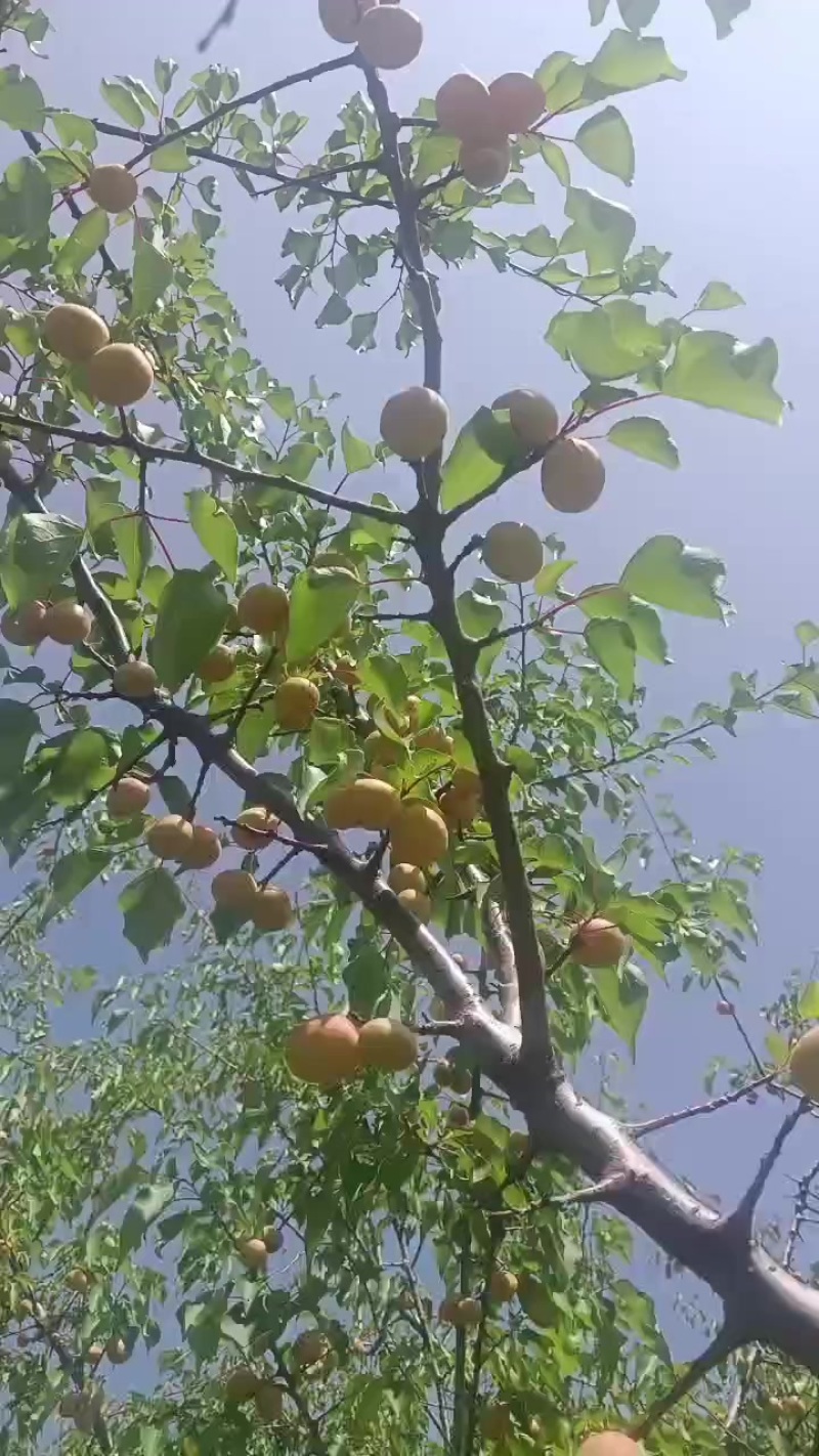 新疆吊杆杏