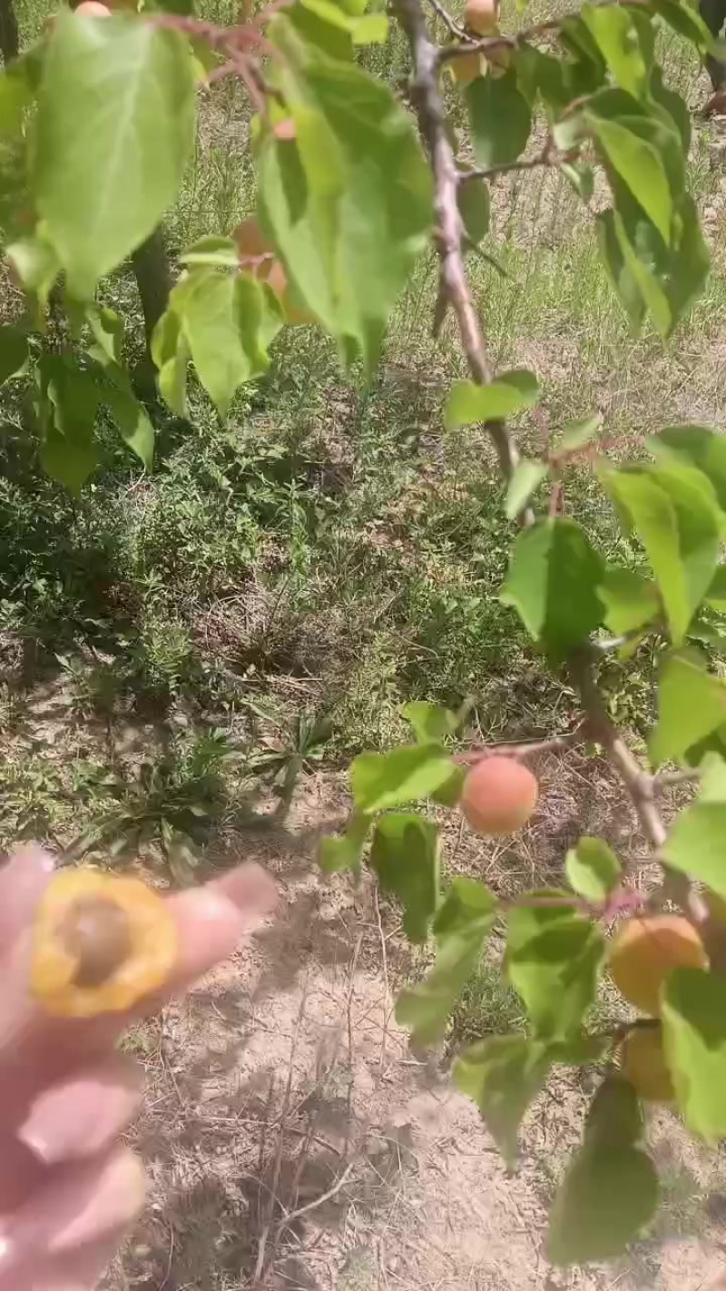 新疆吊杆杏