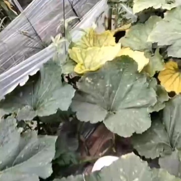 芜湖白条冬瓜