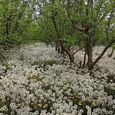 八年生蒲公英根