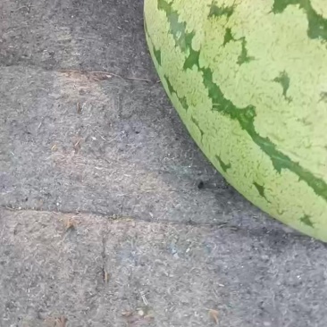 金花西瓜大量有货，个头大，需要老板联系我